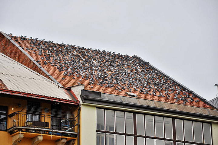 A2B Pest Control are able to install spikes to deter birds from roofs in Newquay. 
