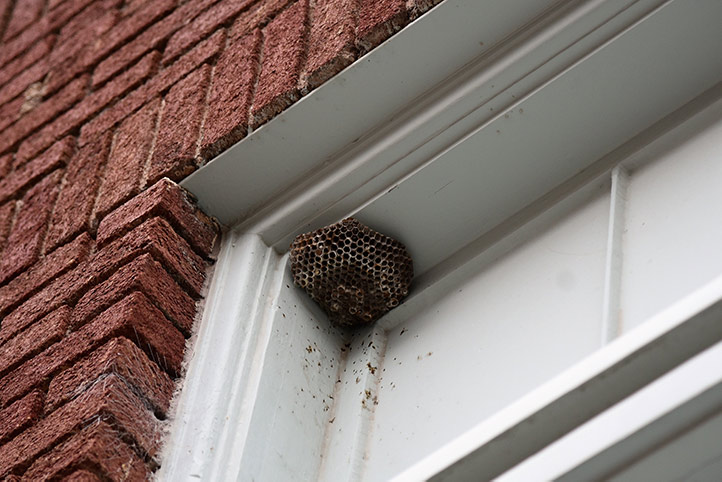 We provide a wasp nest removal service for domestic and commercial properties in Newquay.